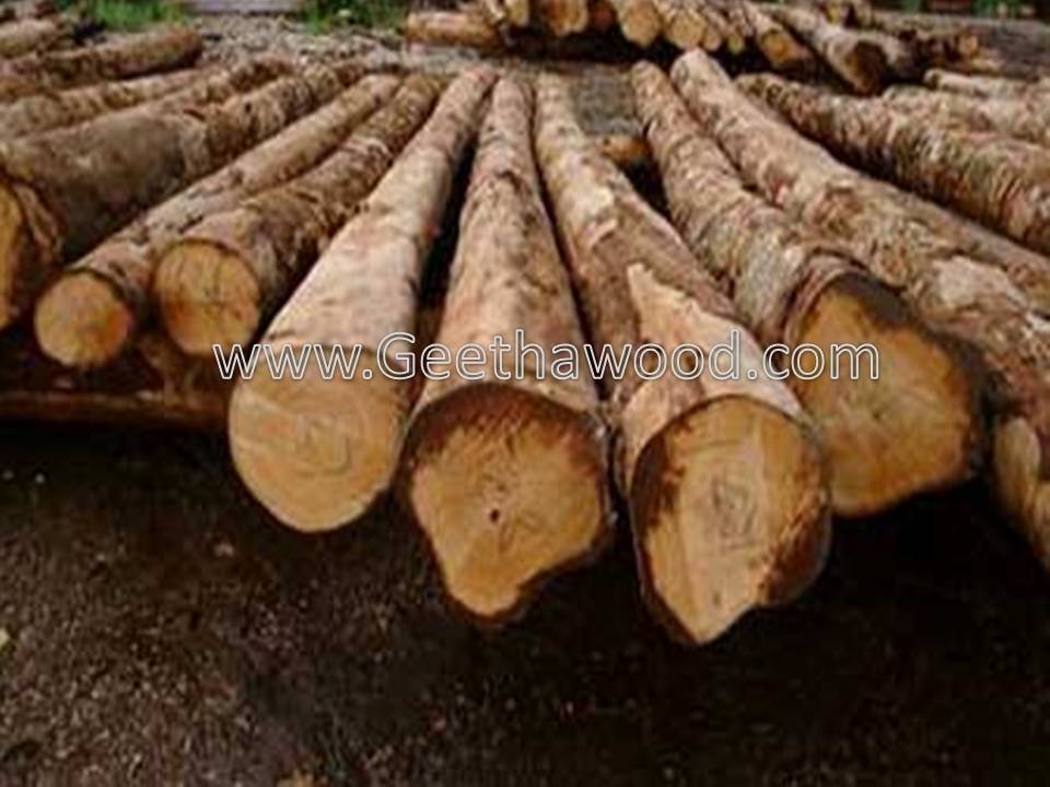Gmelina Logs 2