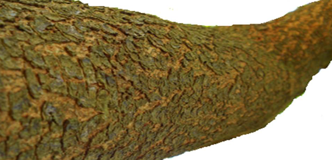 NEEM WOOD (Azadirachta indica)